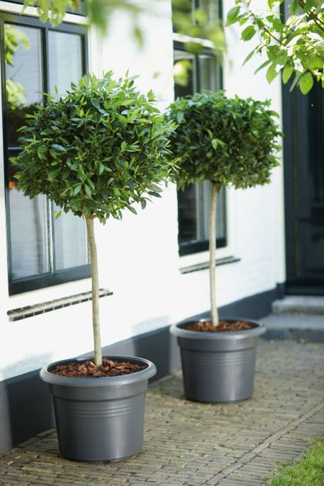green basics cilinder 55cm living noir